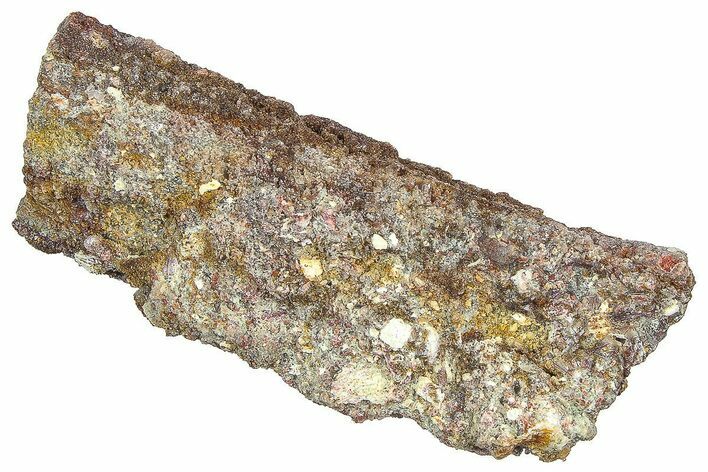 Devonian Petrified Wood (Callixylon) Section - Oldest True Wood #363309